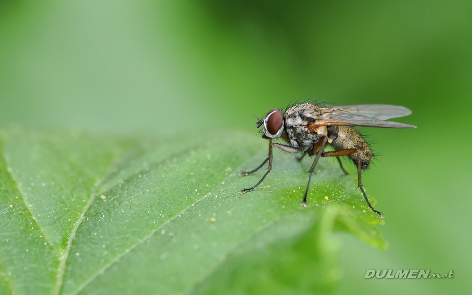 Flower Fly (Female, Hydrophoria linogrisea)